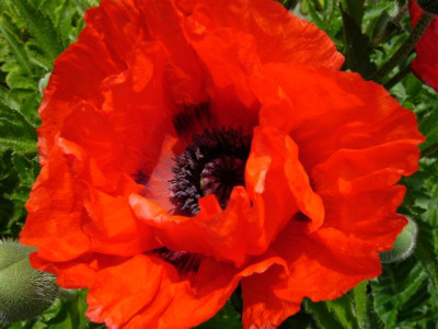Mohn.56.JPG