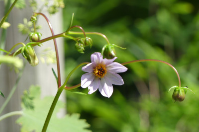 2021-07-03 Dahlia merckii 1.jpg