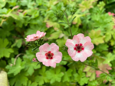 Potentilla hopwoodiana Juli 2021.jpg