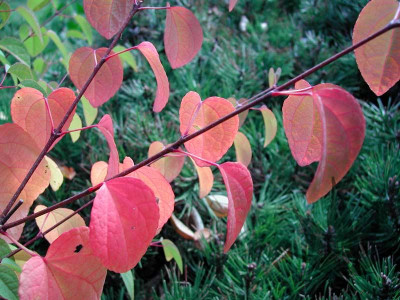cercidiphyllum_japonicum_07.jpg