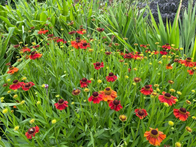 Helenium Moerheim Beauty Juli 2021.jpg