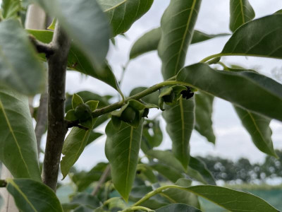 Diospyros virginiana Früchte Juli 2021.JPG