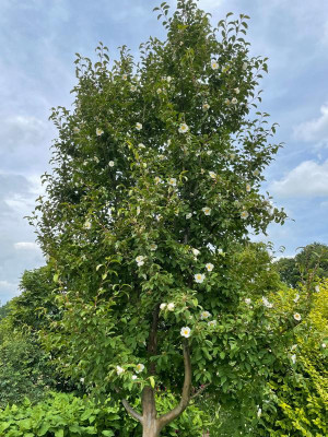 Stewartia pseudocamellia juli 2021.jpg