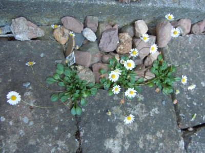 DSCN0972.JPG