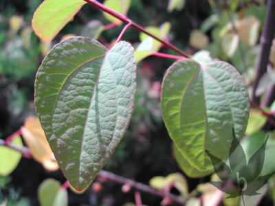 cercidiphyllum_japonicum_08.jpg