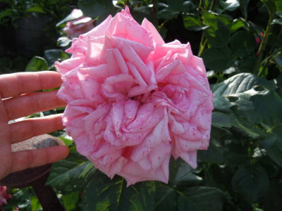 DSCN0954.JPG