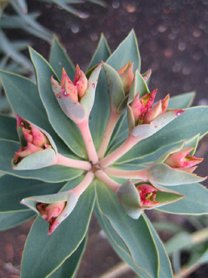 Euphorbia-rigida_9180.jpg
