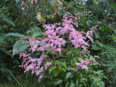 Elegans Vollblüte.jpg