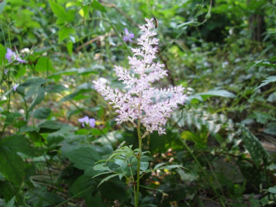 Peach Blossom.JPG