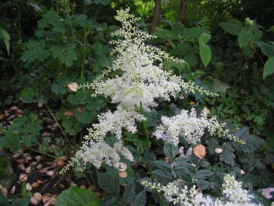 verm White Queen.jpg