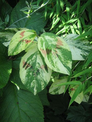 Persicaria_7210_r13.jpg