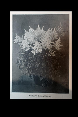 Gladstone Van Waveren & Kruijff 1900 (3).jpg