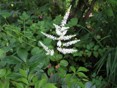 Astilbe japonica Sämling.JPG