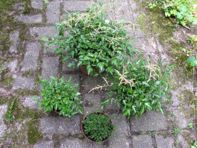 Sprite und Glaberrima Sämlinge (1).JPG