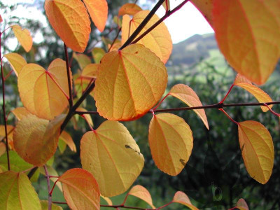 cercidiphyllum_japonicum_09.jpg