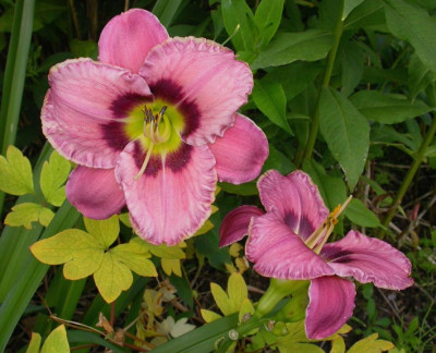 Hemerocallis_Always_Afternoon_2007.jpg