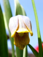 Flitteraria1.JPG