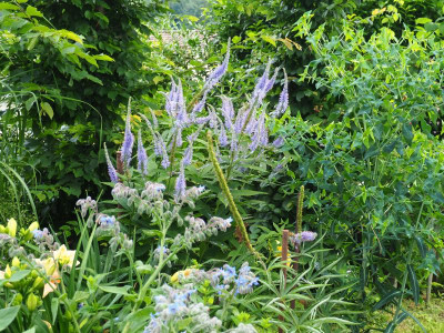 Veronicastrum japonicum 'Okamoto' Borretsch P7110522.JPG