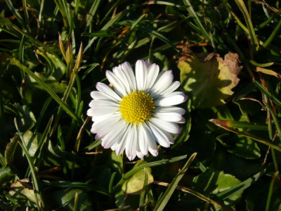 Gaensebluemchen.56.JPG