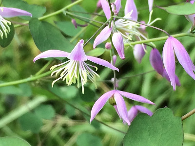 2021-07-10 Thalictrum delavayi decorum 2.jpg