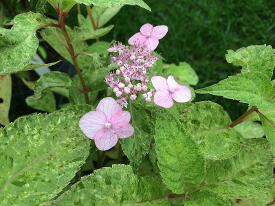 2021-07-11Hydrangea serrata Kujusan 1.JPG