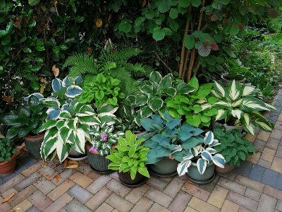 Hostas_20210705_092031.jpg