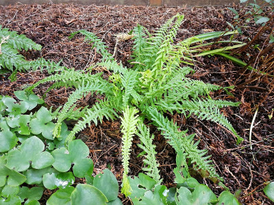 Athyrium_filix-femina_Victoriae_20210705_151819.jpg