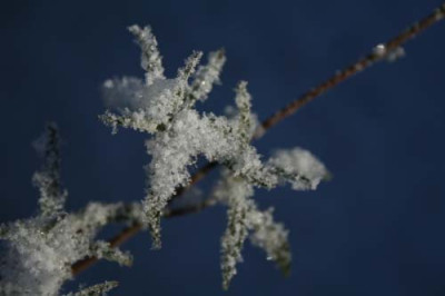 C1176_Buddleia_mit_Eiskristallen.jpg