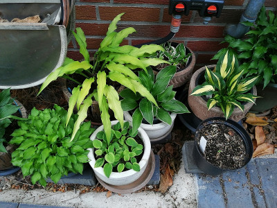 Hostas_20210705_092114.jpg
