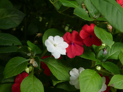 2021-07-11 Impatiens 1.jpg