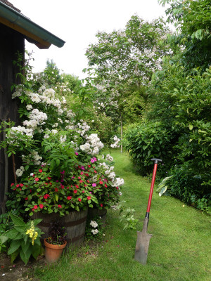 2021-07-11 Garteneinblick 16.jpg