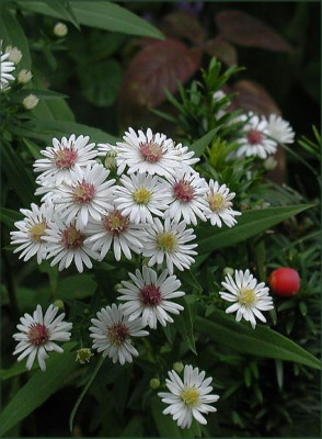 aster.JPG