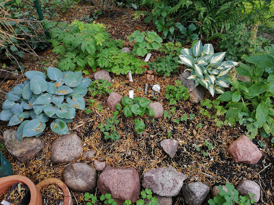 Hostas_und_Hepatica_20210705_152224.jpg