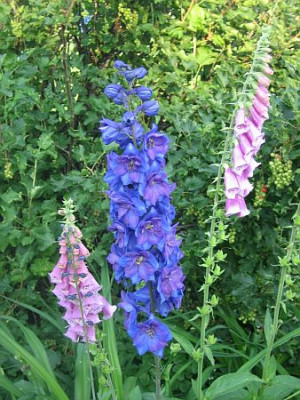 Delphinium_Tempelgong_5431_r13.jpg