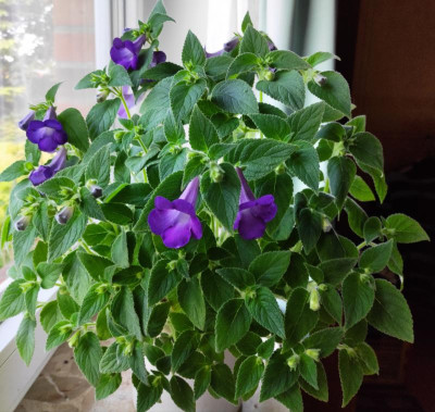 Achimenes mexicana.jpg