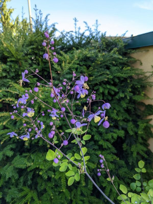 Thalictrum.jpg