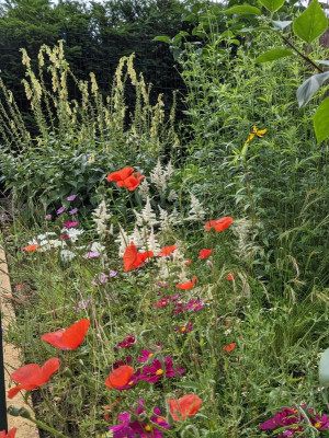 Vorgarten mit Mohn.jpg