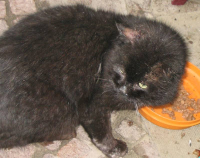 IMG_440206.jpgKater.jpg