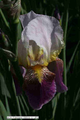 zb24_Folkwang_090cm_s_07x_.JPG