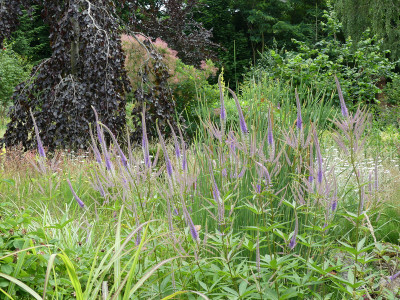 2021-07-11 Veronicastrum 'Fascination' 1.jpg