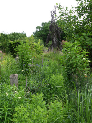 2021-07-11 Garteneinblick 2.jpg
