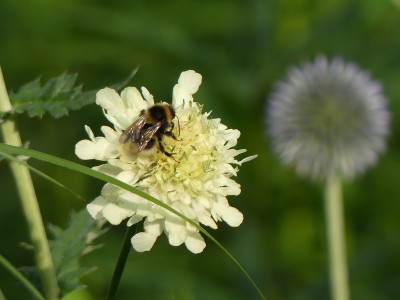 2021-07-11 Cephalaria gigantea 1.jpg