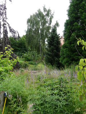 2021-07-11 Garteneinblick 4.jpg