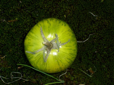 green_Zebra..jpg