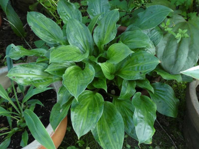 Hosta 'Korean Snow'.JPG