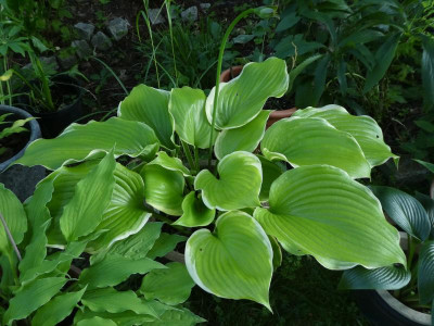 Hosta 'Winter Snow'.JPG