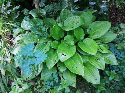 Hosta_plantaginea_Venus_20210712_203155.jpg