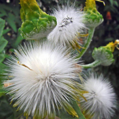 sonchus_700.jpg