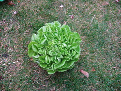 Salanova.jpg