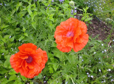 Oranger_Mohn_2007.jpg